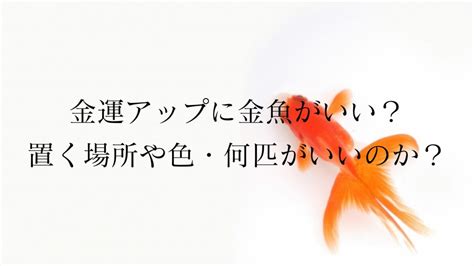 金魚 金色 風水|金魚は金運アップにいい？置く場所や金魚の色・何匹がいいの？。